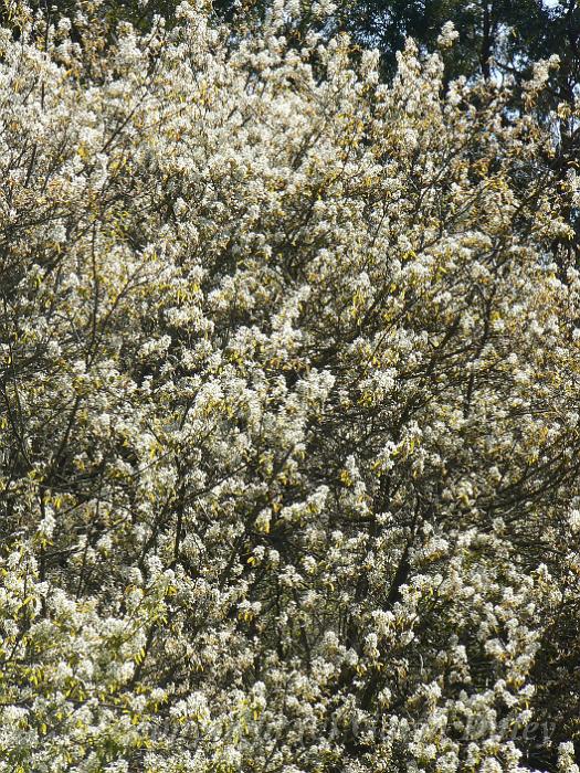 Mt Lofty Botanical Gardens P1030791.JPG